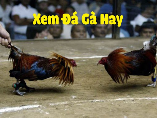 Đá Gà Trực Tiếp Thomo 1