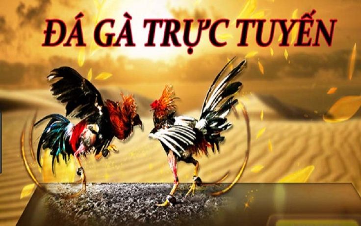 Đá Gà Trực Tiếp Thomo